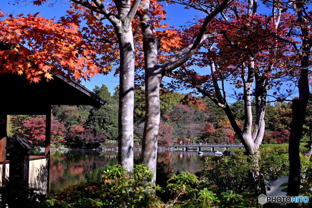 日本庭園の紅葉Ⅱ