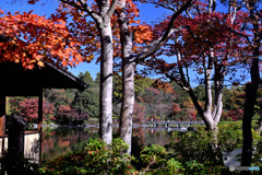 日本庭園の紅葉Ⅱ