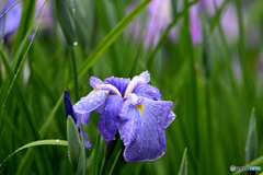 滴に濡れる花菖蒲