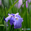 滴に濡れる花菖蒲