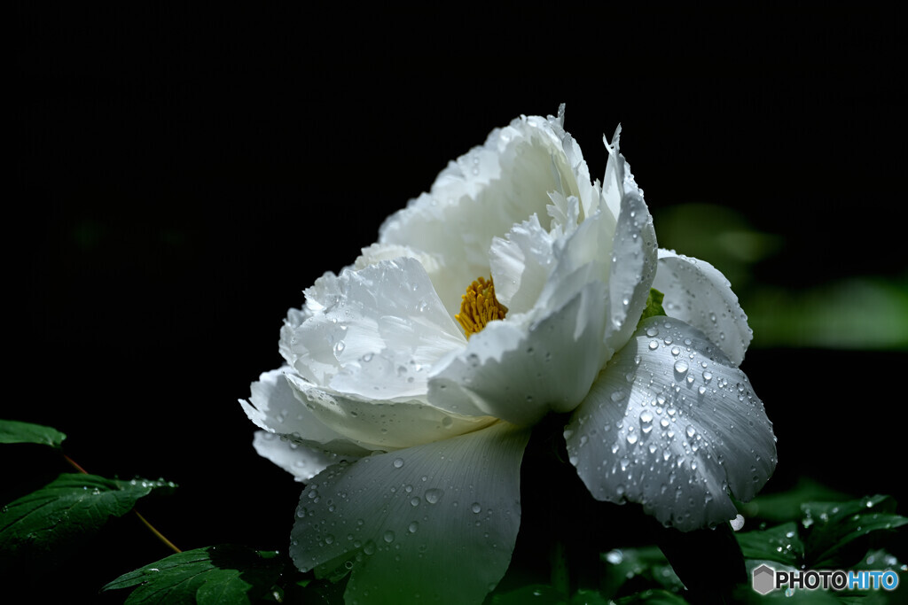 濡れた純白の花びら