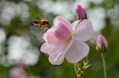 ”飛び入り参加”