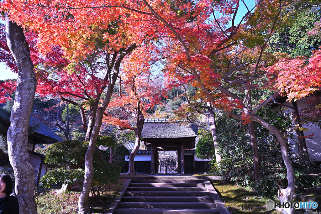 円覚寺居士林の紅葉