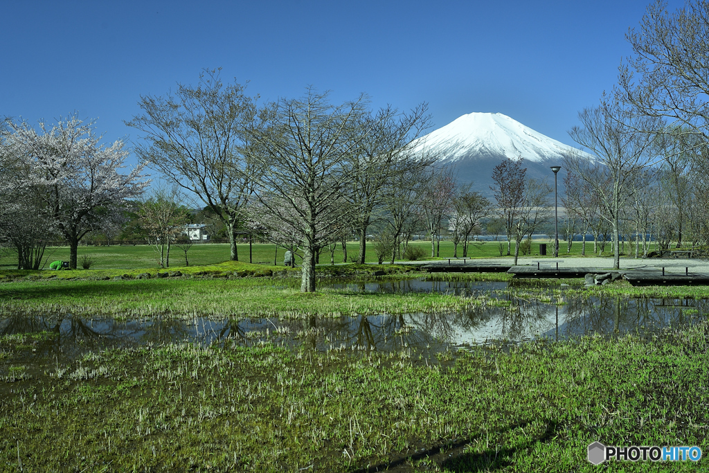 富士湿原にも芽生えの季節