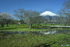 富士湿原にも芽生えの季節