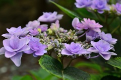 ~華やかな紫陽花~