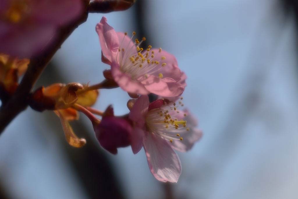 ”春の予感”