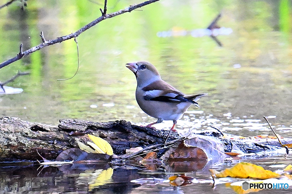 冬鳥がポチポチ飛来