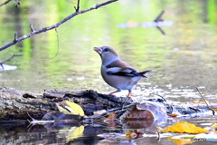 冬鳥がポチポチ飛来