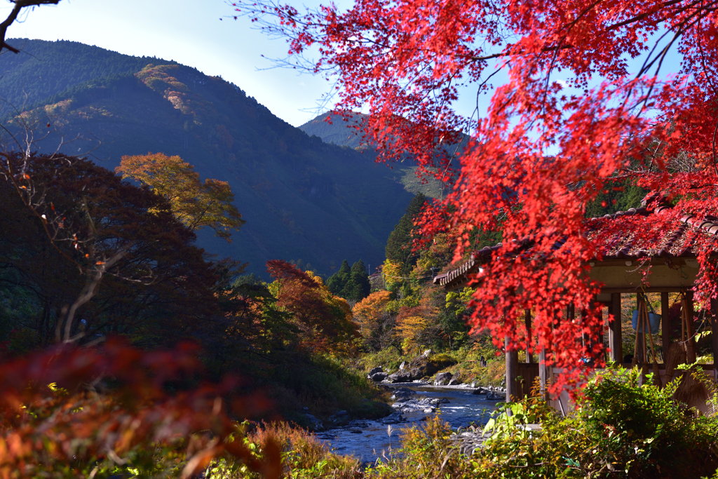 朝日に紅眩しく