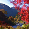 朝日に紅眩しく