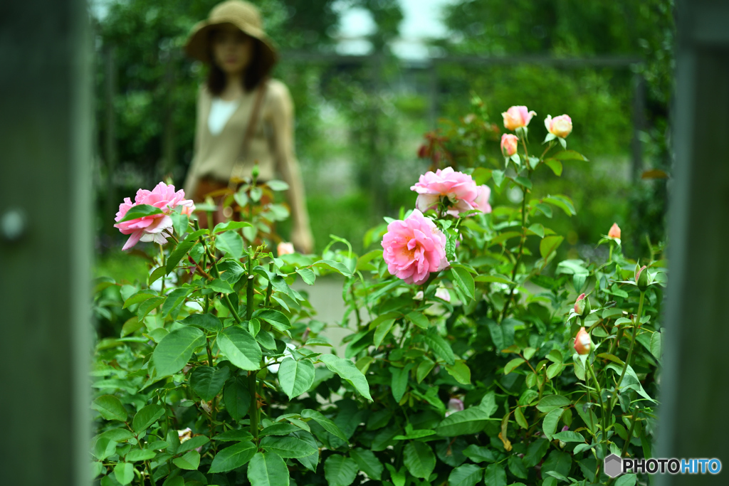 花より華