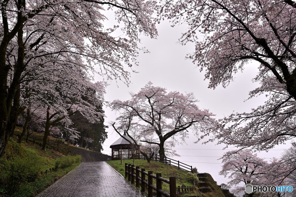 雨に舞う吉野桜