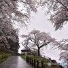 雨に舞う吉野桜