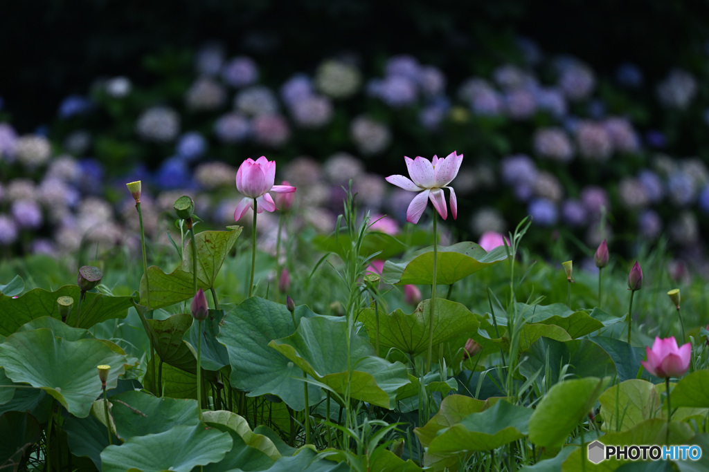 咲き揃う初夏の花