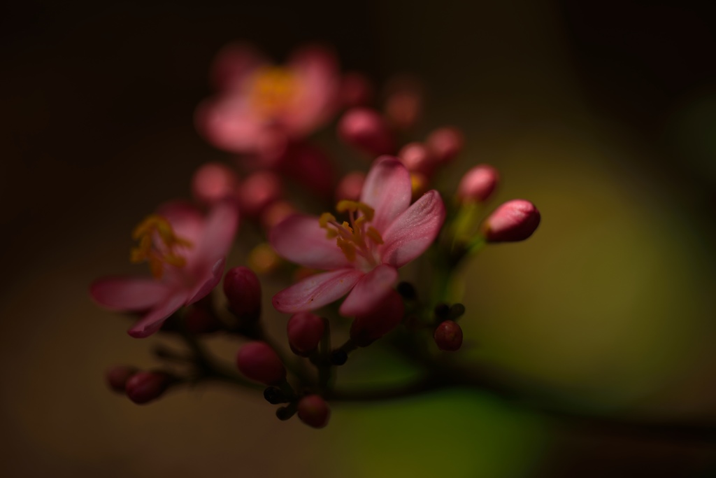 ～ナンヨウザクラ（2）～