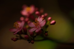 ～ナンヨウザクラ（2）～