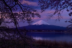 桜色の空に