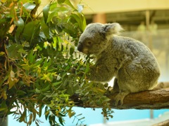 コアラ（2）