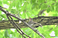 とぼけ顔で鳴くオオルリ幼鳥