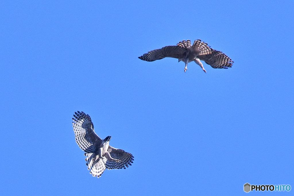 恋のご対面とそれぞれ優美な姿