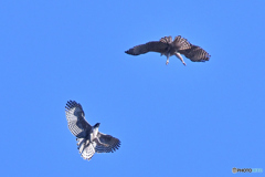 恋のご対面とそれぞれ優美な姿