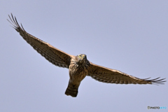 鳩の群れを追跡中の大鷹若