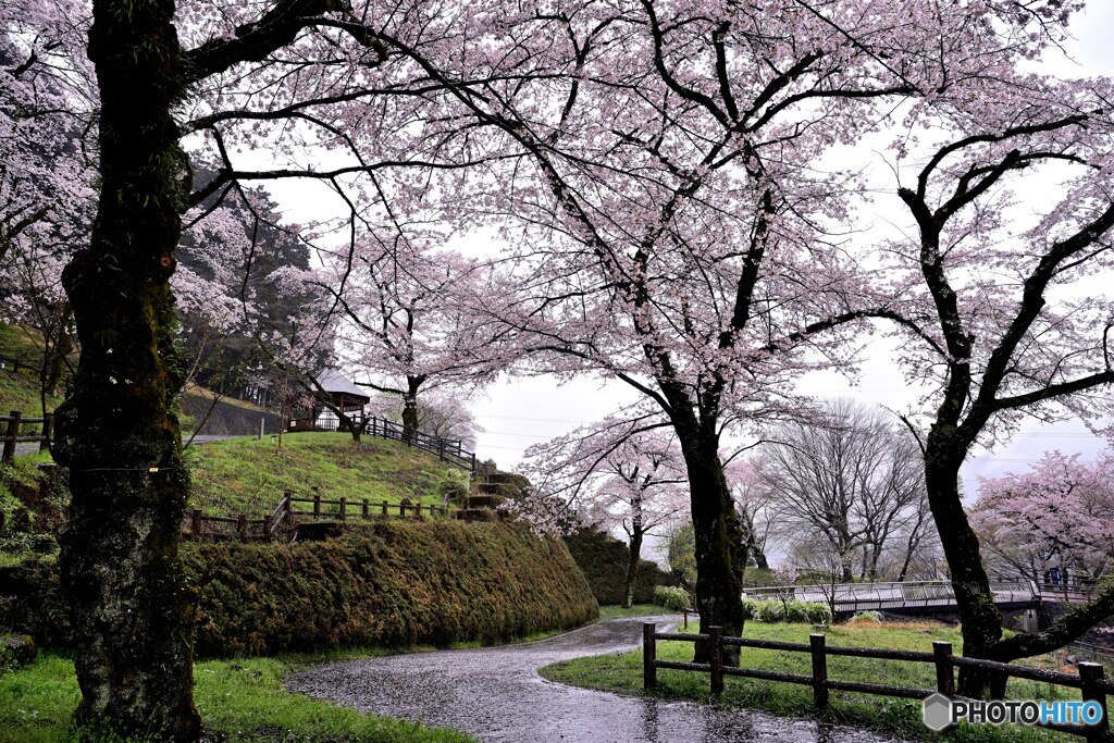 雨の城址公園