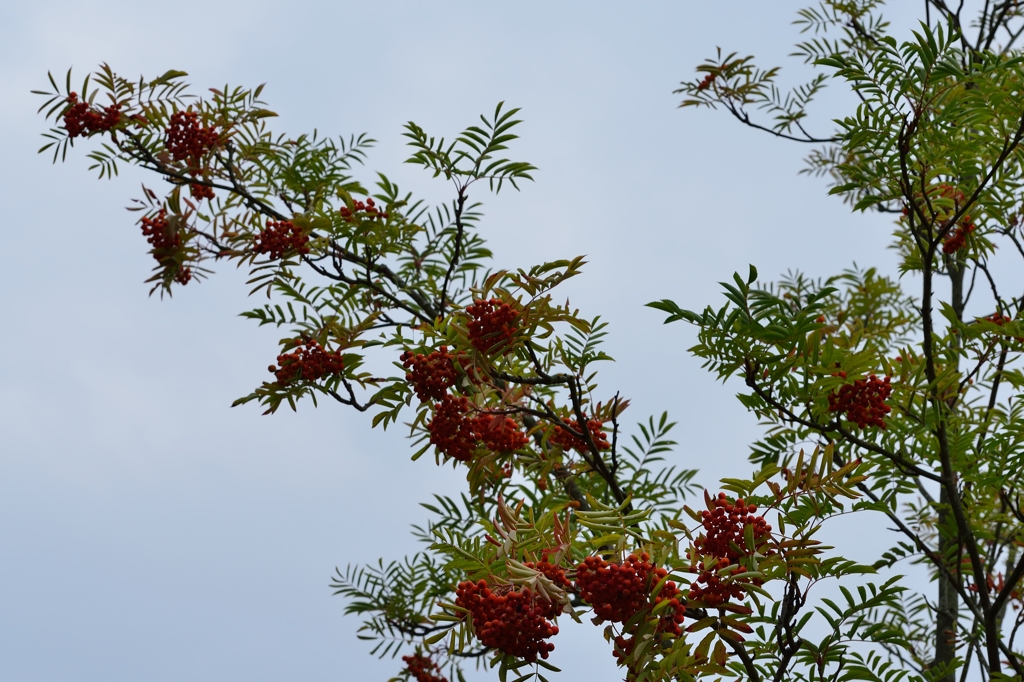 ”この木何の樹（1）”