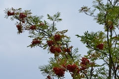 ”この木何の樹（1）”