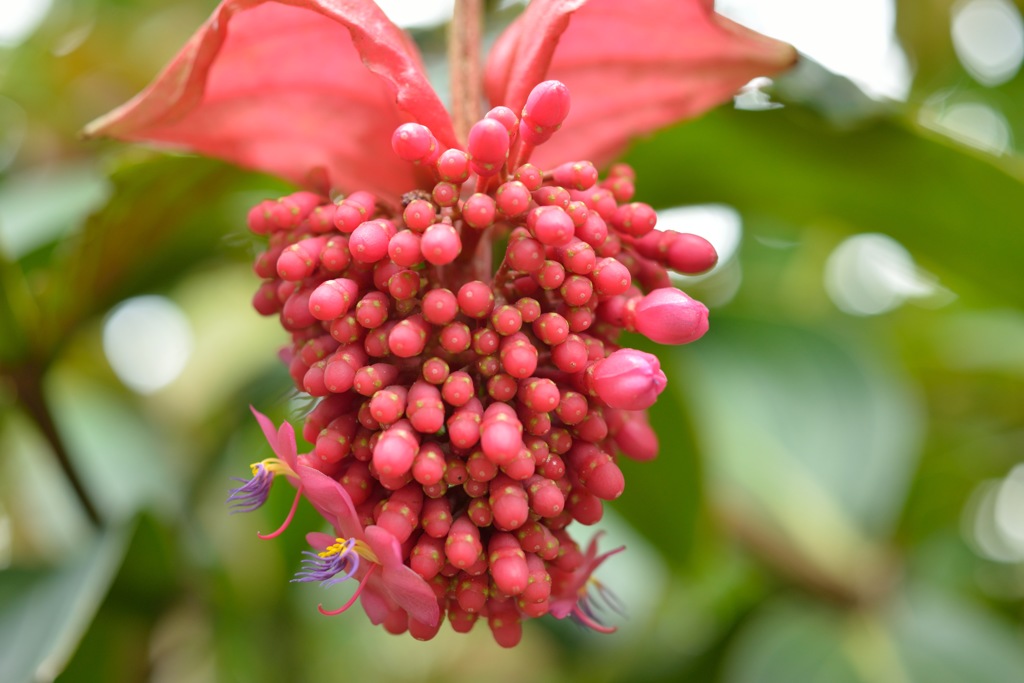 ”火の鳥”・・その2