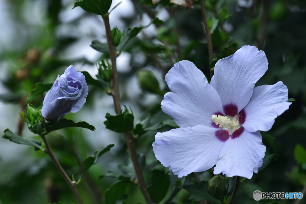 花に涼を感じる