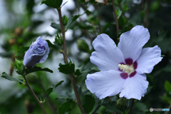 花に涼を感じる