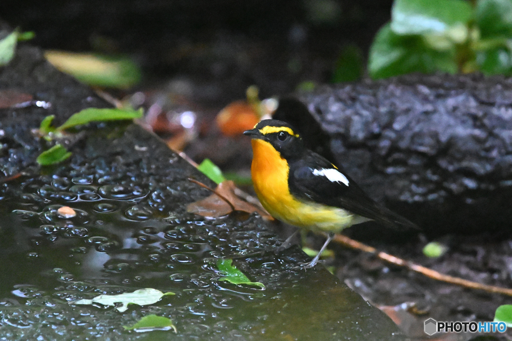 目の前飛来にドキドキ
