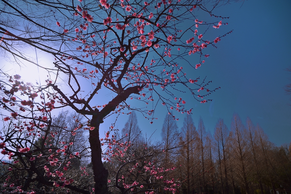 ”春への期待”