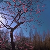 ”春への期待”