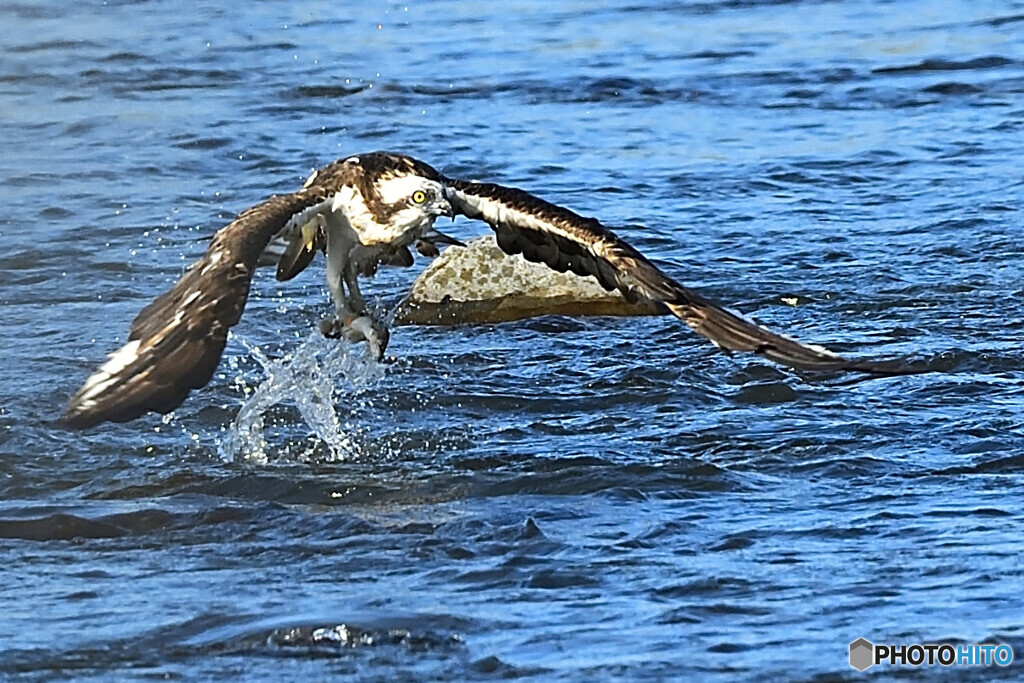 ダイブ捕獲し浮上