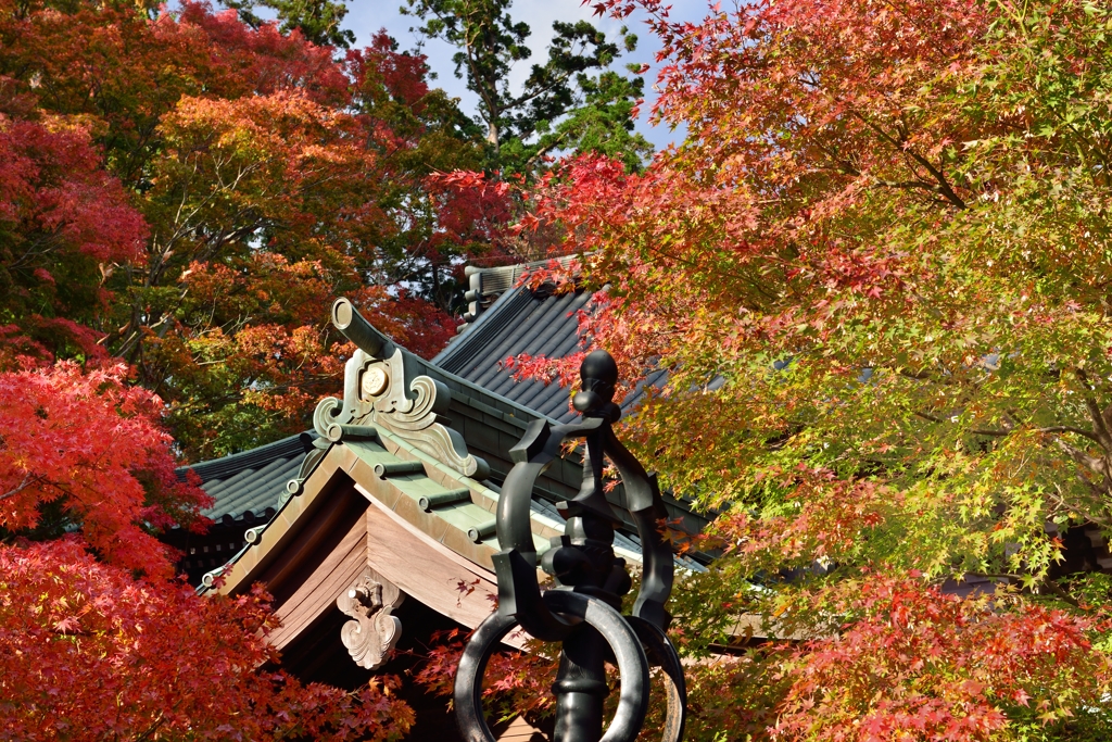 ”薬王院御本堂の紅葉”