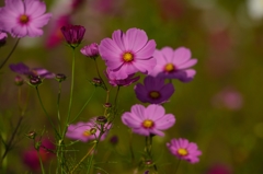 ”次はえんじ世代　”