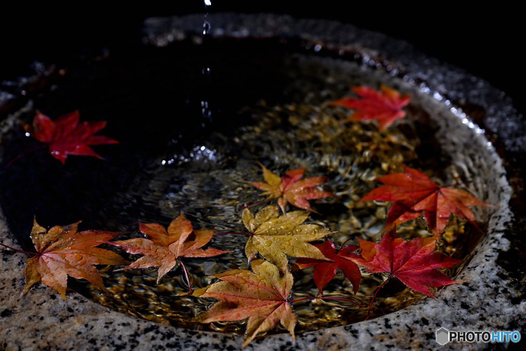 秋彩に癒される水盤