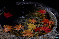 秋彩に癒される水盤