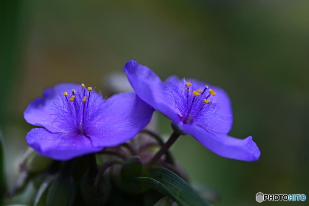 小花に秘めた魅力