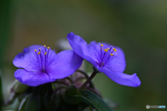 小花に秘めた魅力