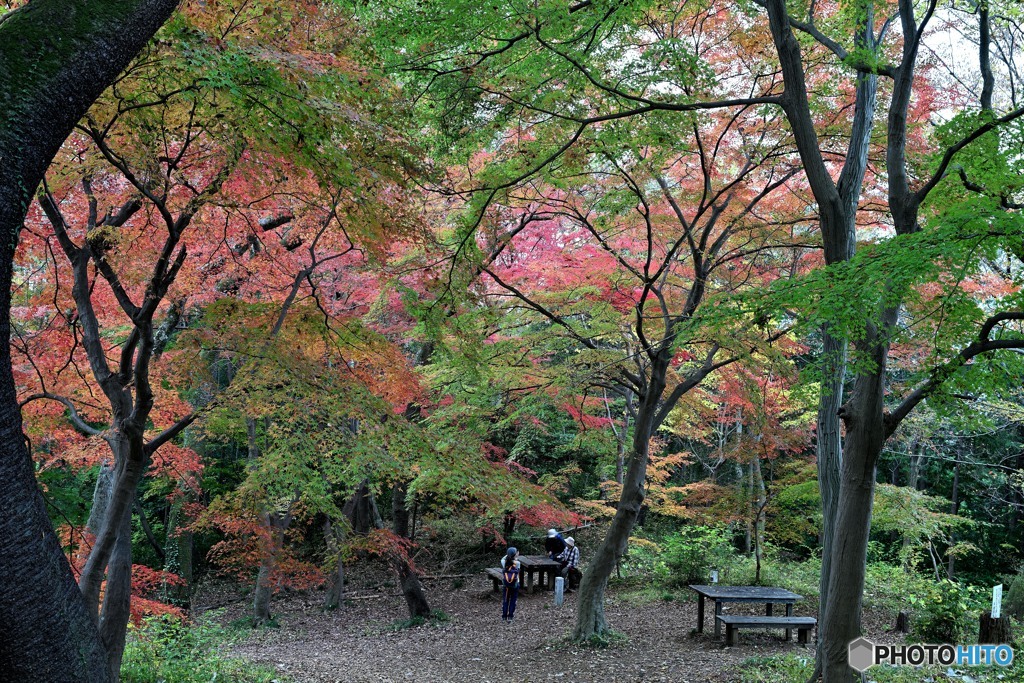 紅葉狩りの季節に