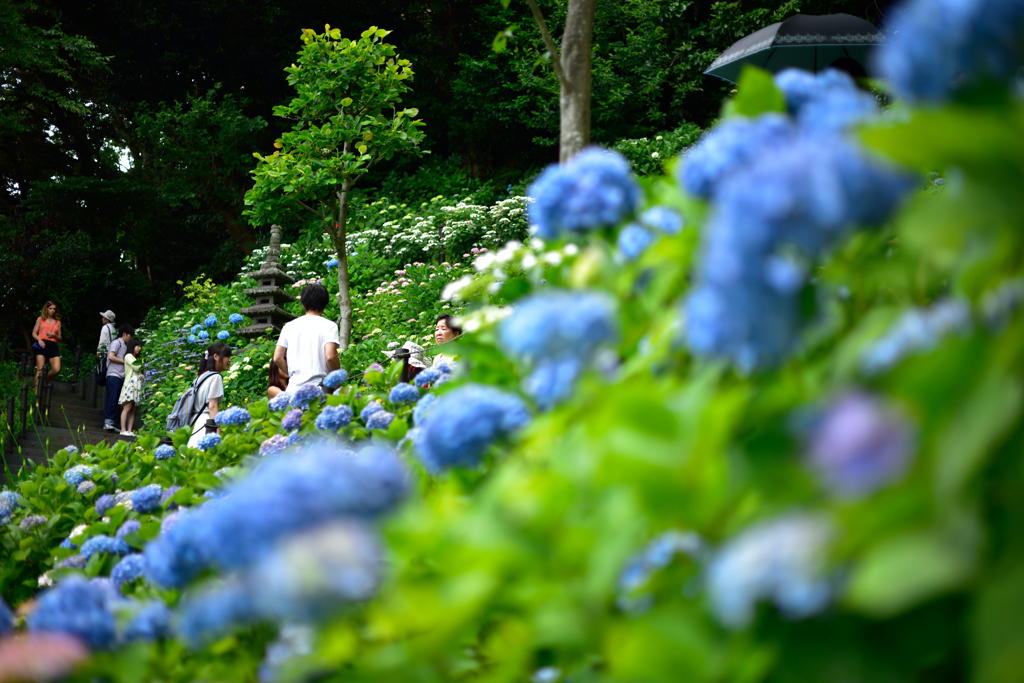 紫陽花散策路（1）