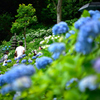 紫陽花散策路（1）