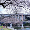 橋の桜包み