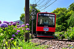 梅雨の晴れ間にあじさい電車Ⅱ