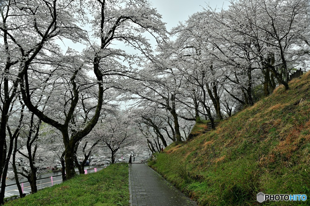 雨の城址公園Ⅱ