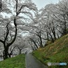雨の城址公園Ⅱ